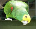 cheeky-parrots-birds_w725_h544.jpg