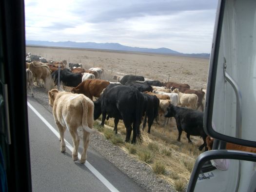 Cattle_Drive_HWY_36_Utah.JPG