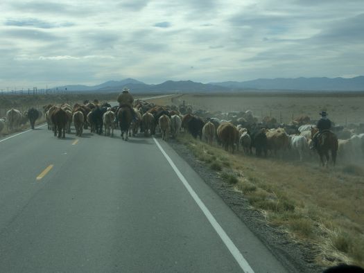 Cattle_Drive_HWY_36_Utah__2_.JPG
