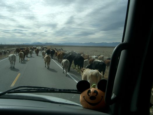 Cattle_Drive_HWY_36_Utah__3_.JPG