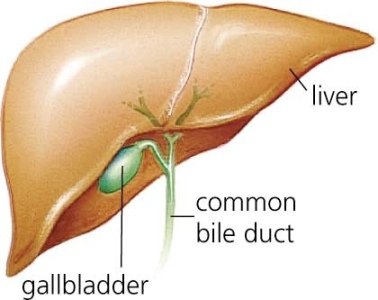 gallbladder.jpg