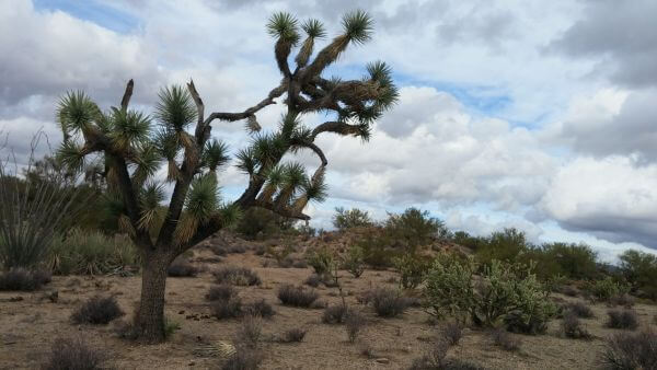 Beautiful Joshua Tree