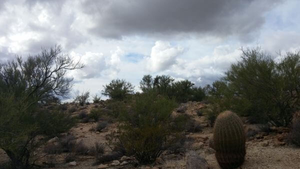 Joshua Tree National Forrest