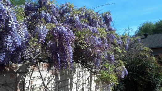 wisteria.jpg