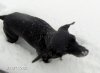snowdog4.JPG