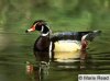 wood duck.jpg