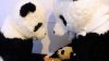 panda 3.jpg