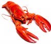 513365_932106-lobster.jpg