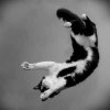 my_flying_cat_2_by_o_a_c-d1rp894.jpg