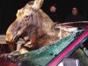 Moose-in-car-photo.jpg