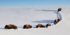 bison-single-file-deep-snow.jpg