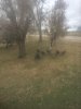 Wild Turkeys.jpg