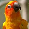 parrot2.jpg