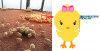 chick eo.png