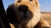 lion-gif-animation-9.gif