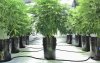 how-to-use-hydroponic-growing-systems-for-marijuana-leafly.jpg