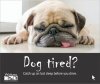 road-safety-campaign---dog-tired.tmb-sm.jpg