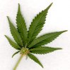 marijuana-leaf.jpg marijuana-leaf.jpg