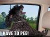 funny-dog-pictures-dog-has-to-urinate.jpg