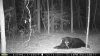 trailcamera 257.jpg trailcamera 257.jpg