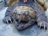 ugly-turtle.JPG ugly-turtle.JPG