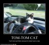 funny-pictures-cat-is-in-car.jpg