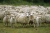 asian_experiences_sheep-300x195.jpg