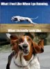 running dog.jpg