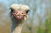 happy ostrich.jpg