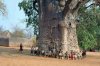 tree of life S Africa.jpg