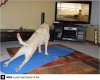 yoga dog.jpg