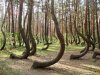 The Crooked Forest in Poland.jpg