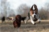 Beagle-flying-through-the-air-as-he-runs.jpg