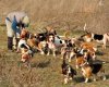 gang o beagles.jpg