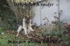 LOGAN SPIDER OOPS.jpg
