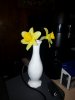 Moms Daffodils.jpg