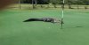 alligator on golf course.jpg