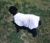 reflective_dog_jacket__41112.1433362800.1280.1280.jpg reflective_dog_jacket__41112.1433362800.1280.1280.jpg