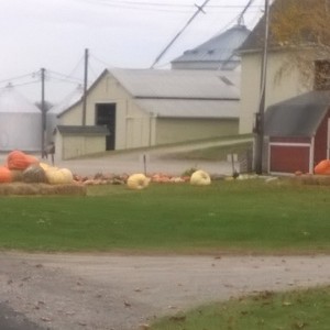 pumpkis n barns