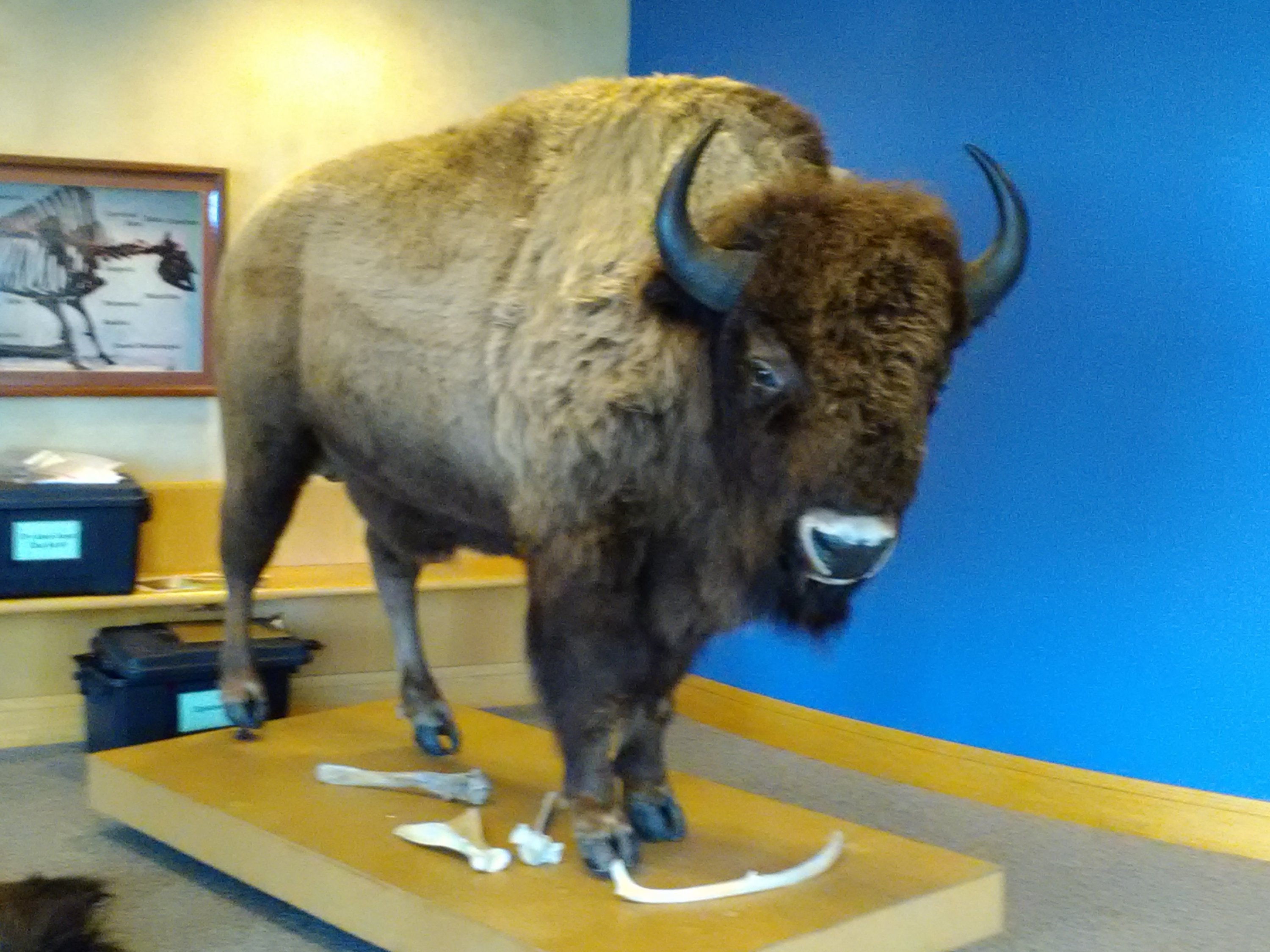 Neal Smith National Wildlfe Refuge