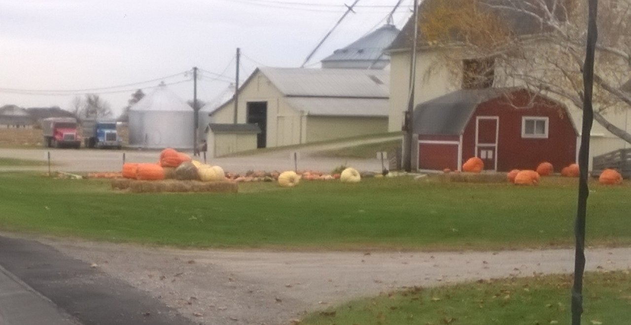 pumpkis n barns