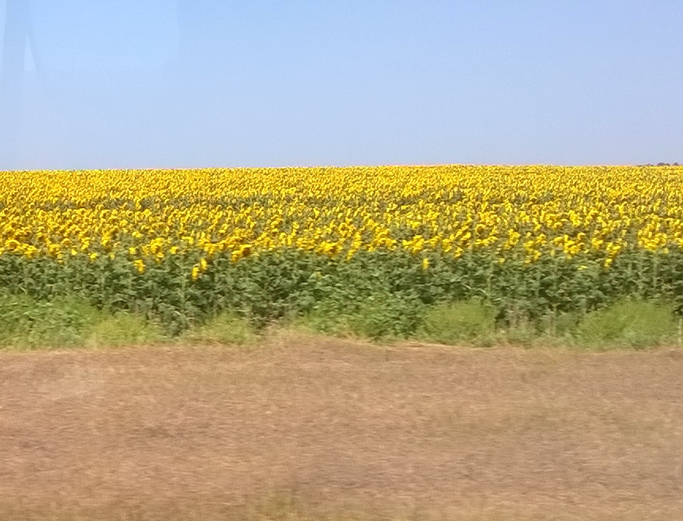 Sunflower fields