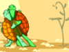 turtle5.gif