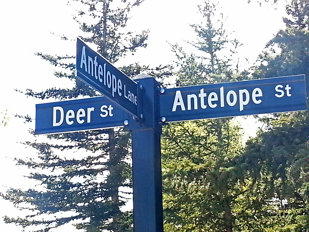 where-the-deer-and-the-antelope-play.jpg