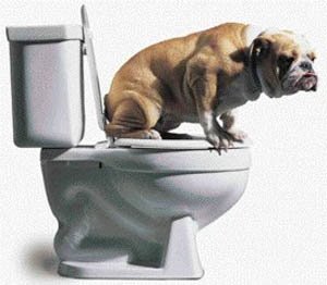 dogToliet-762344.jpg
