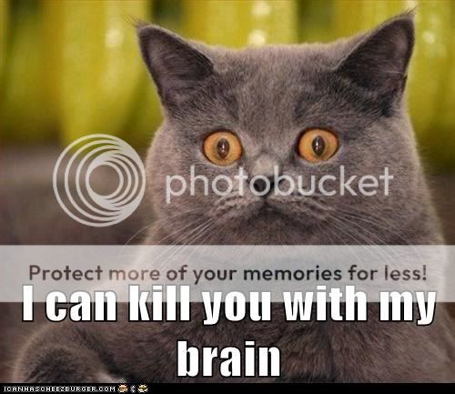 funny-cat-pictures-lolcats-i-can-kill-you.jpg