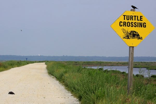 turtle-crossing.jpg