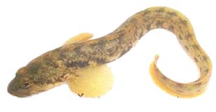 Eelpout_LR2.jpg