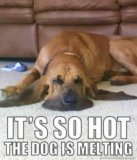 its-so-hot-dog-melting.jpg