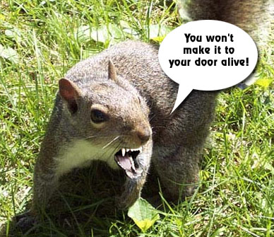 dans_squirrel.jpg